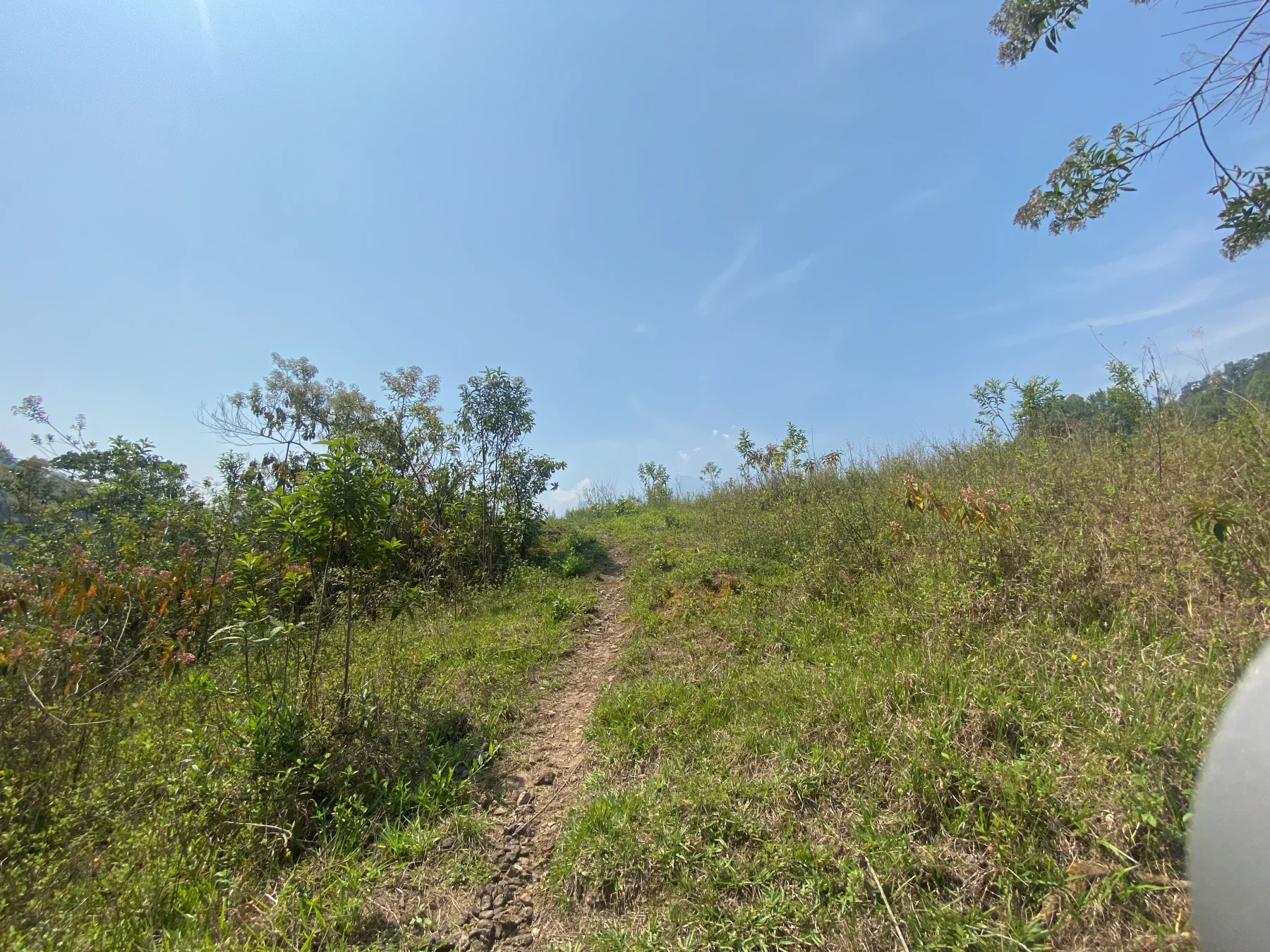 A narrow path crossing the high cane country of the Sierra Mixe